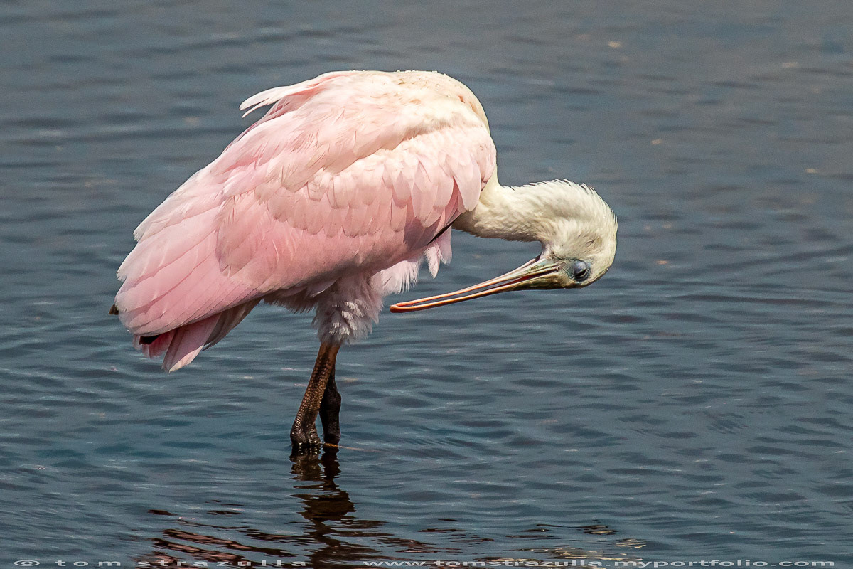 Roseate Spoonbill