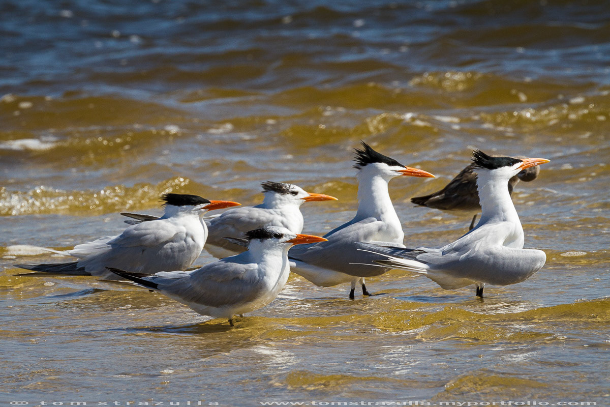Royal Tern