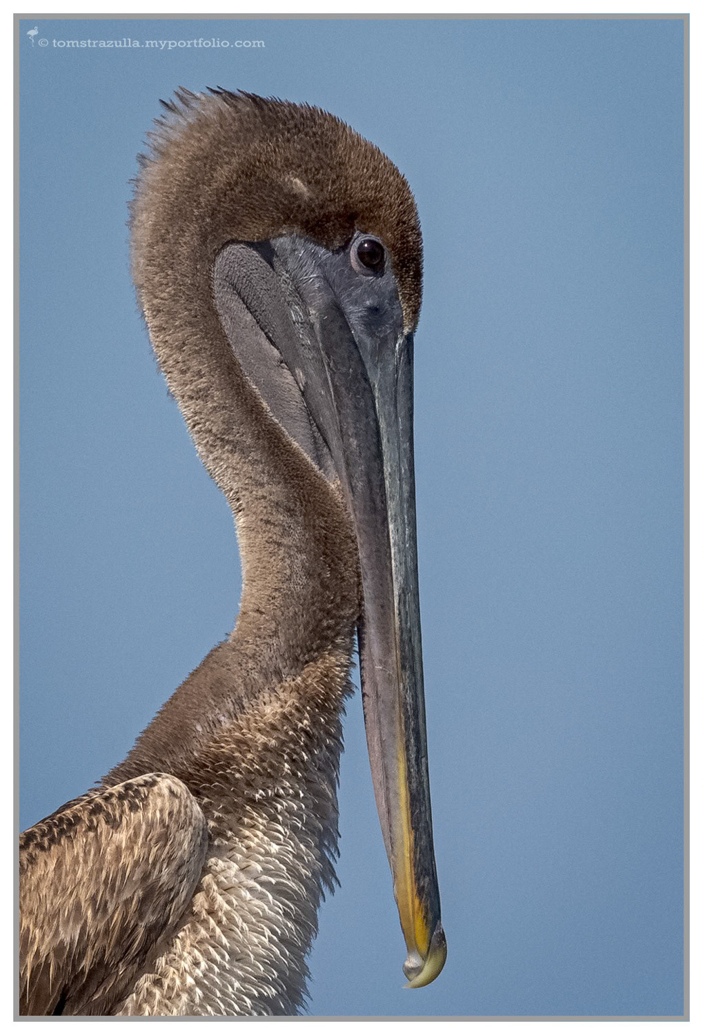 Brown Pelican