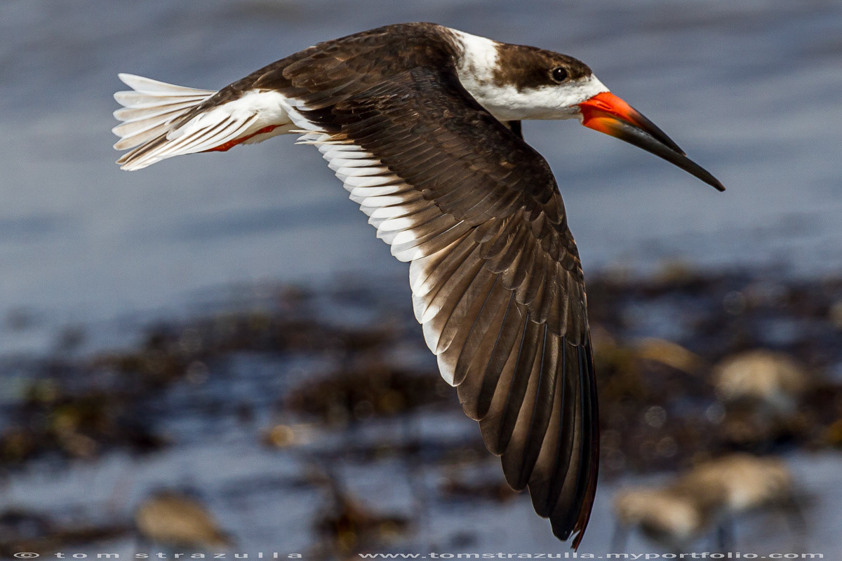 Black Skimmer