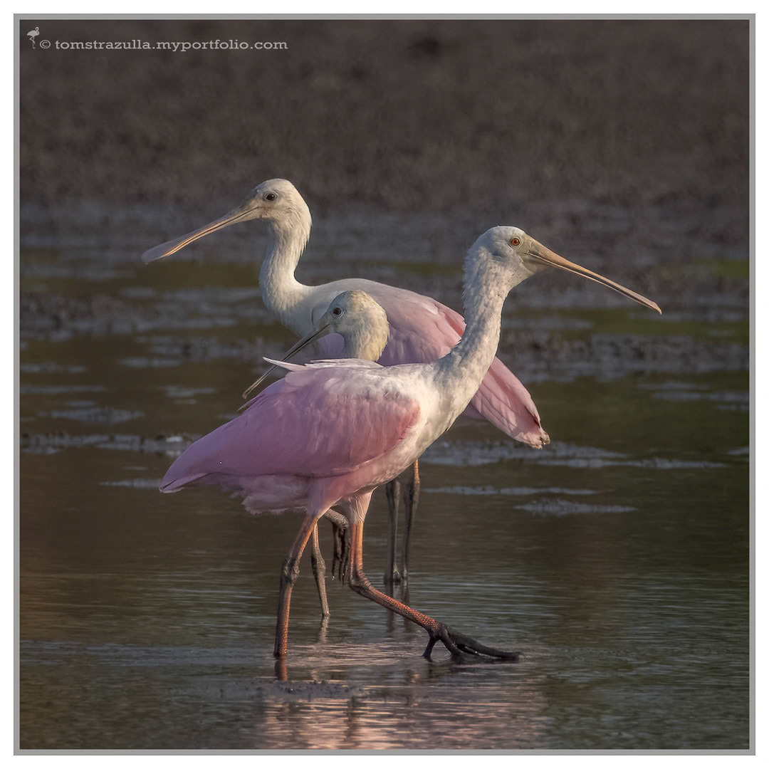 Roseate Spoonbill
