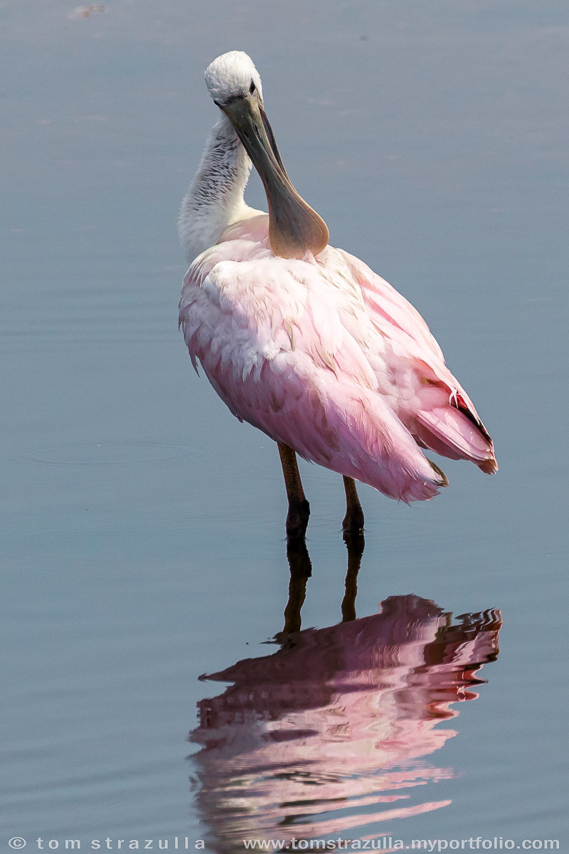 Roseate Spoonbill