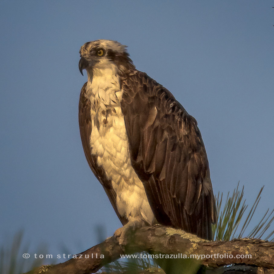 Osprey