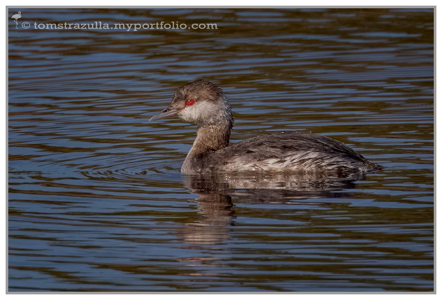 Horned Grebe