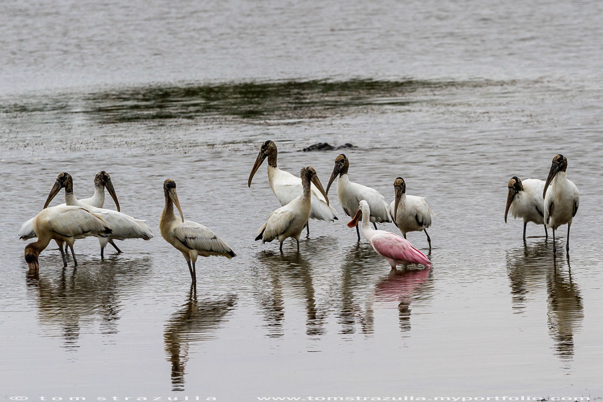 Woodstork