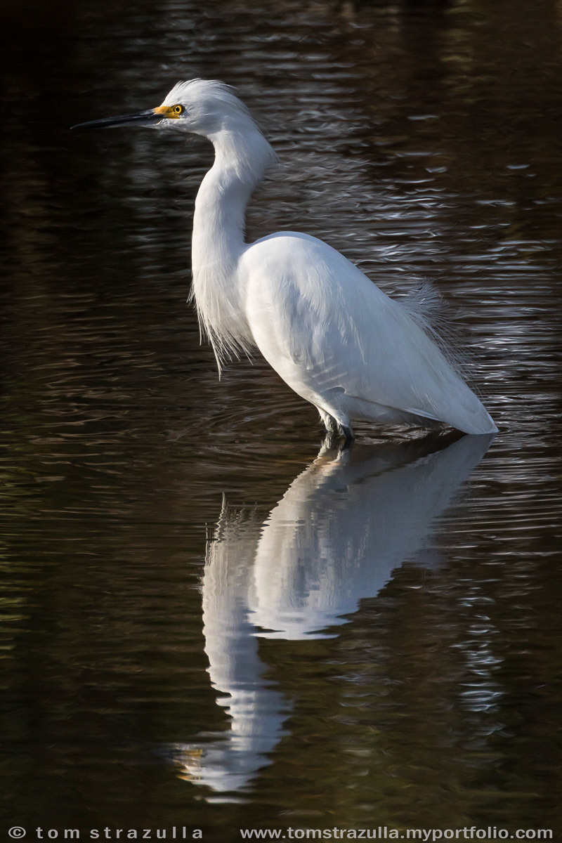 Snowy Egret