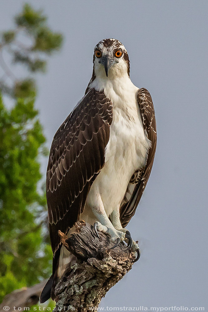 Osprey