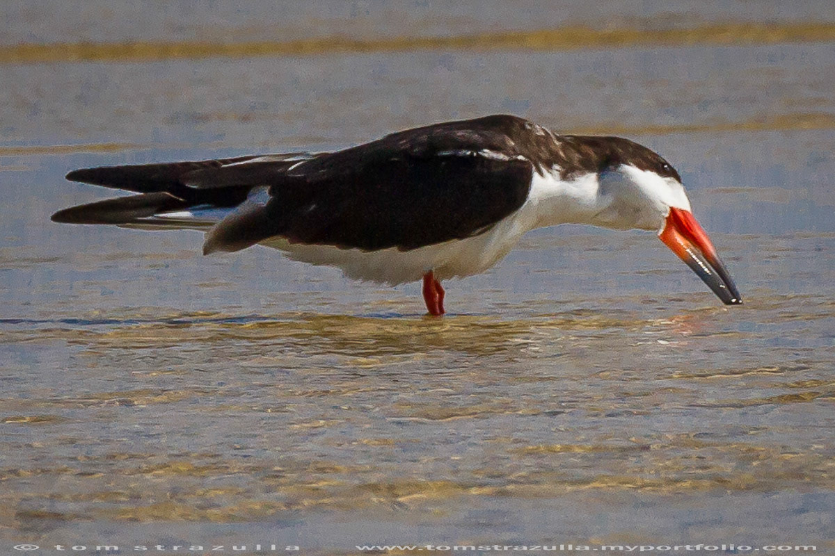 Black Skimmer