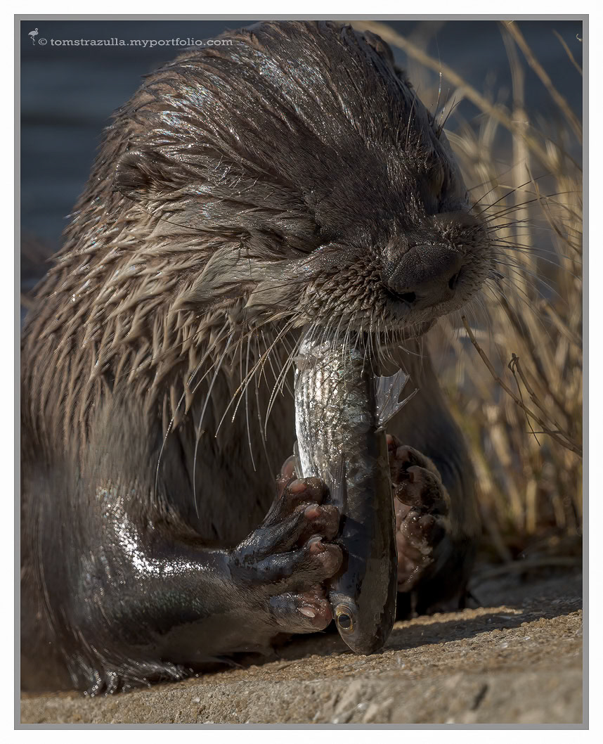 Otter