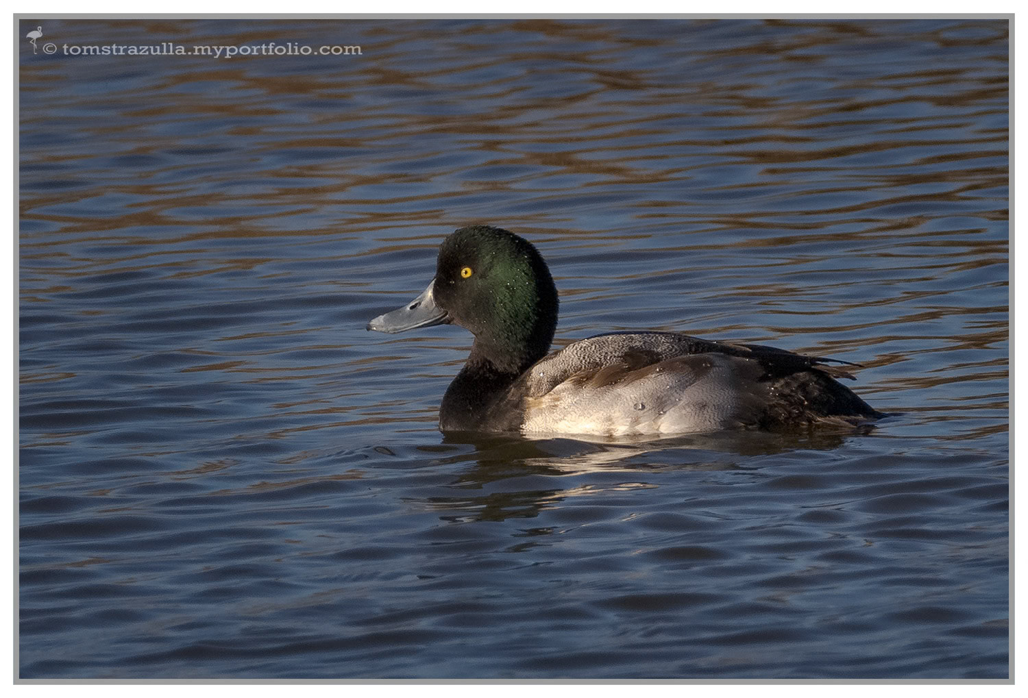 Scaup (drake)