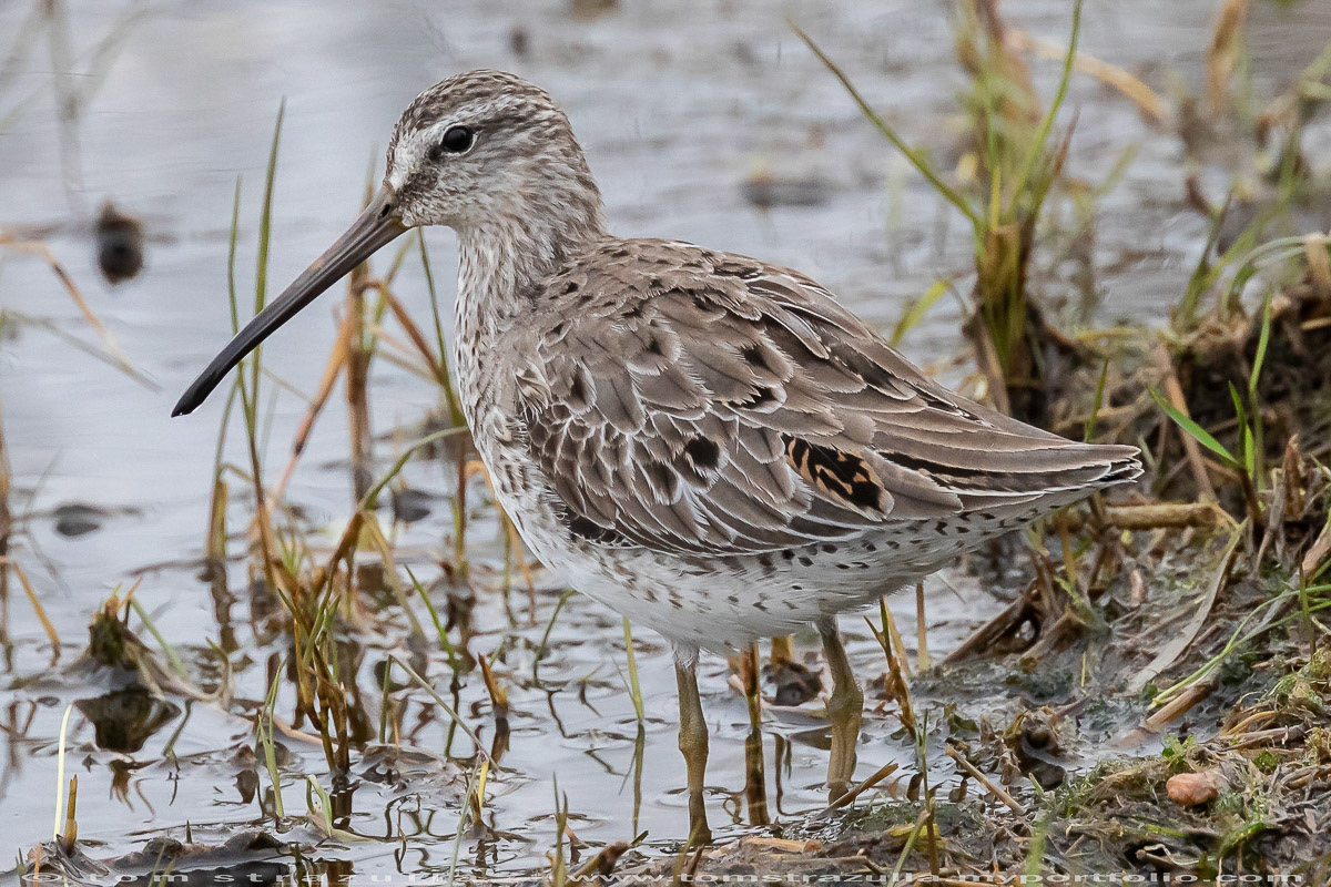 Short-billed Dowager