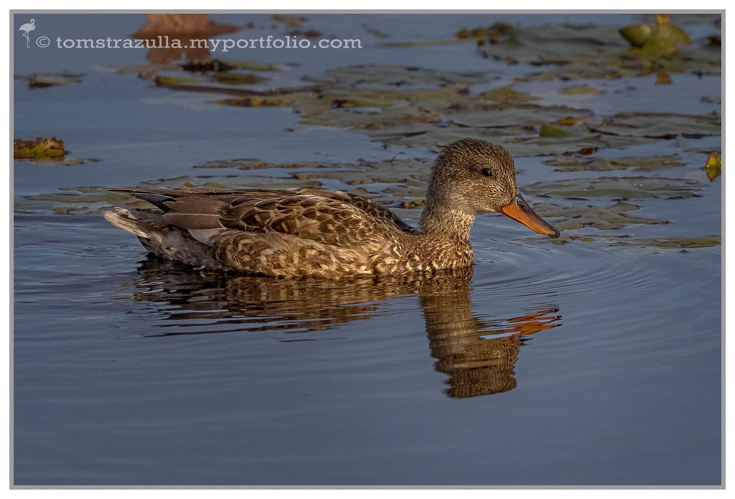 Gadwall (hen)