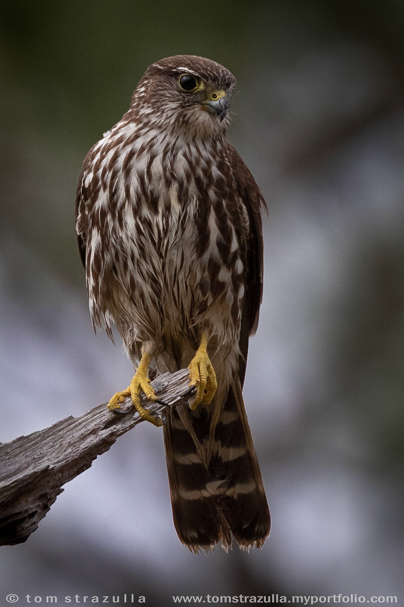 Merlin