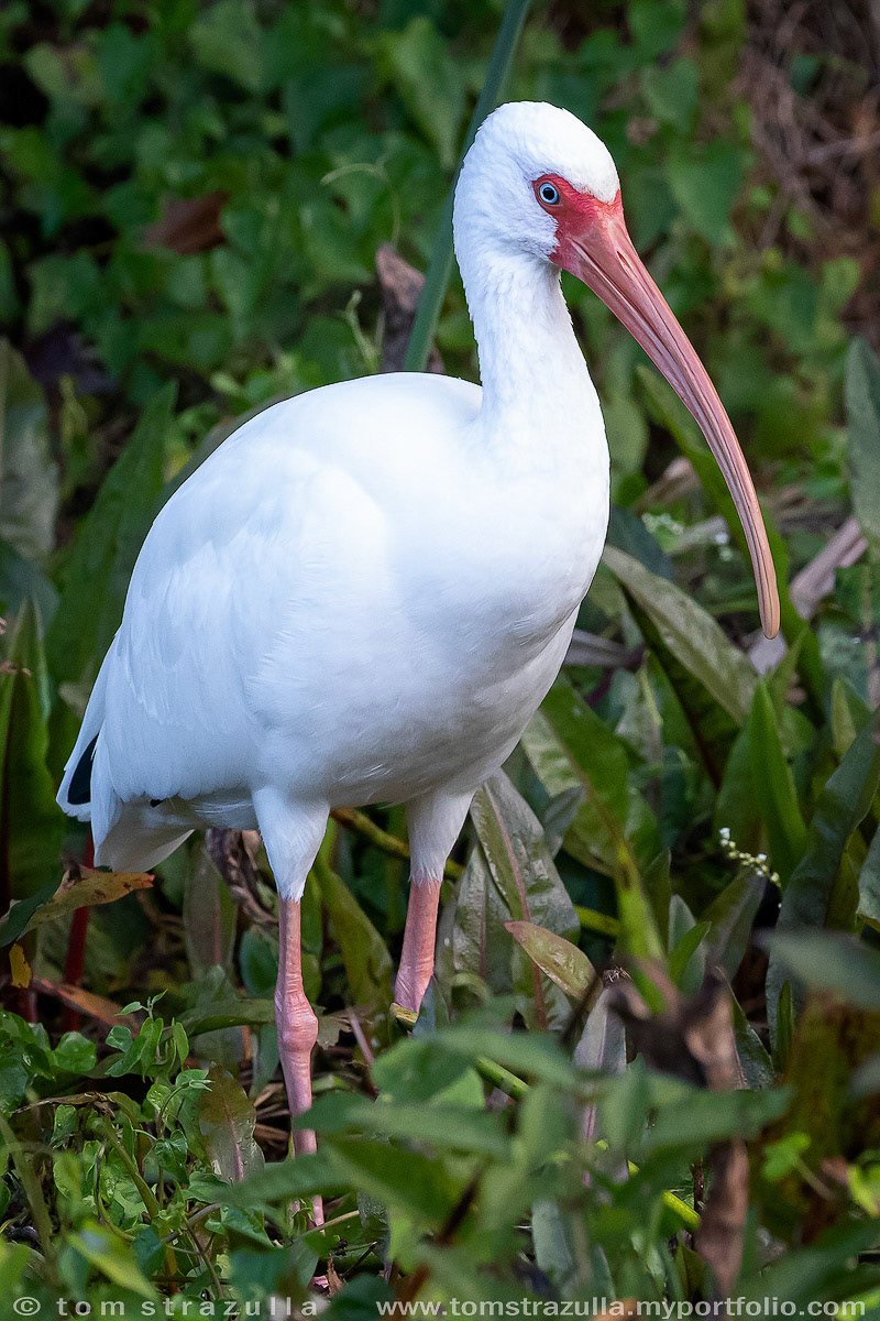 White Ibis