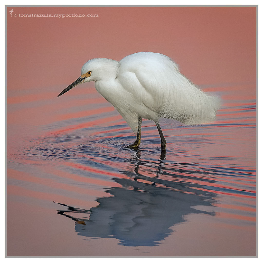 Sunrise Reflection at East River Pool (Snowy Egret)