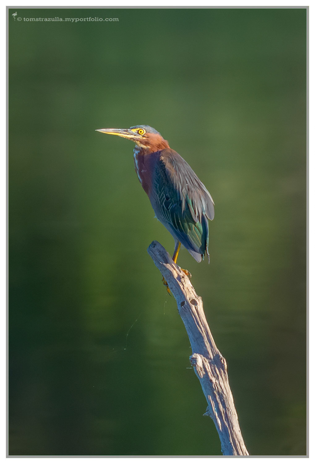 Green Heron