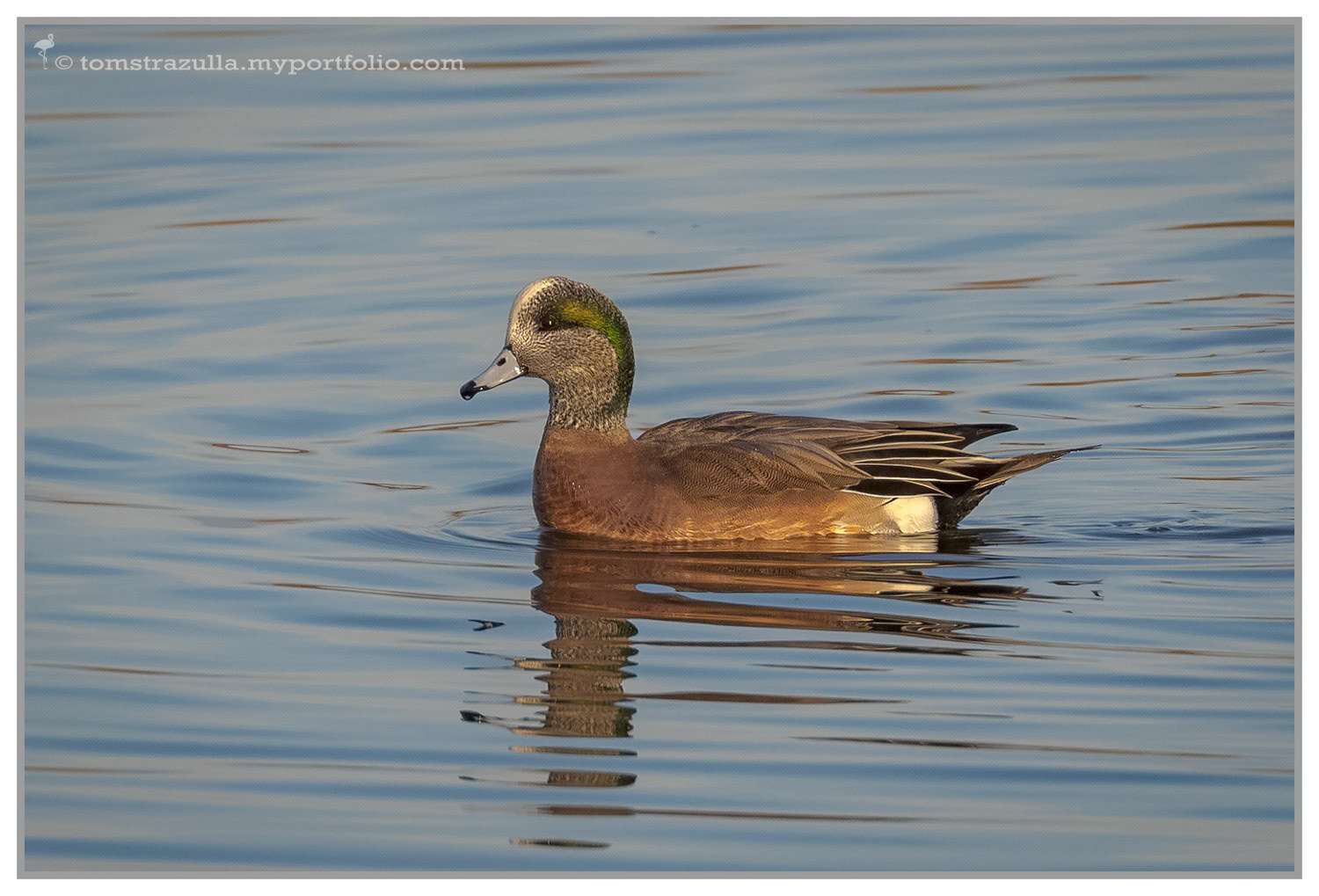 American Wigeon (drake)