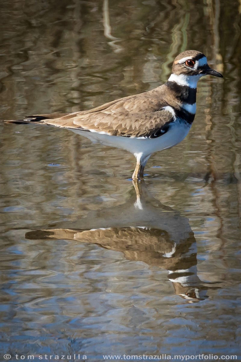 Killdeer