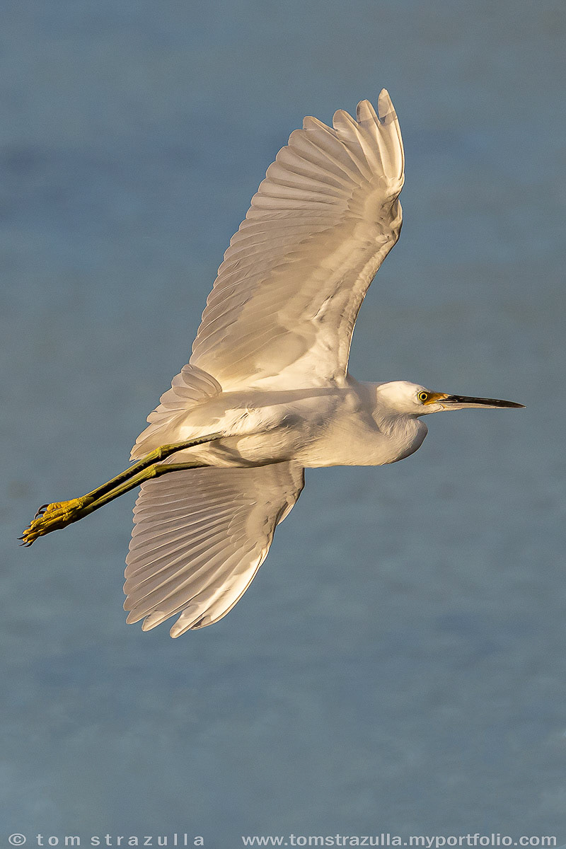 Great Egret