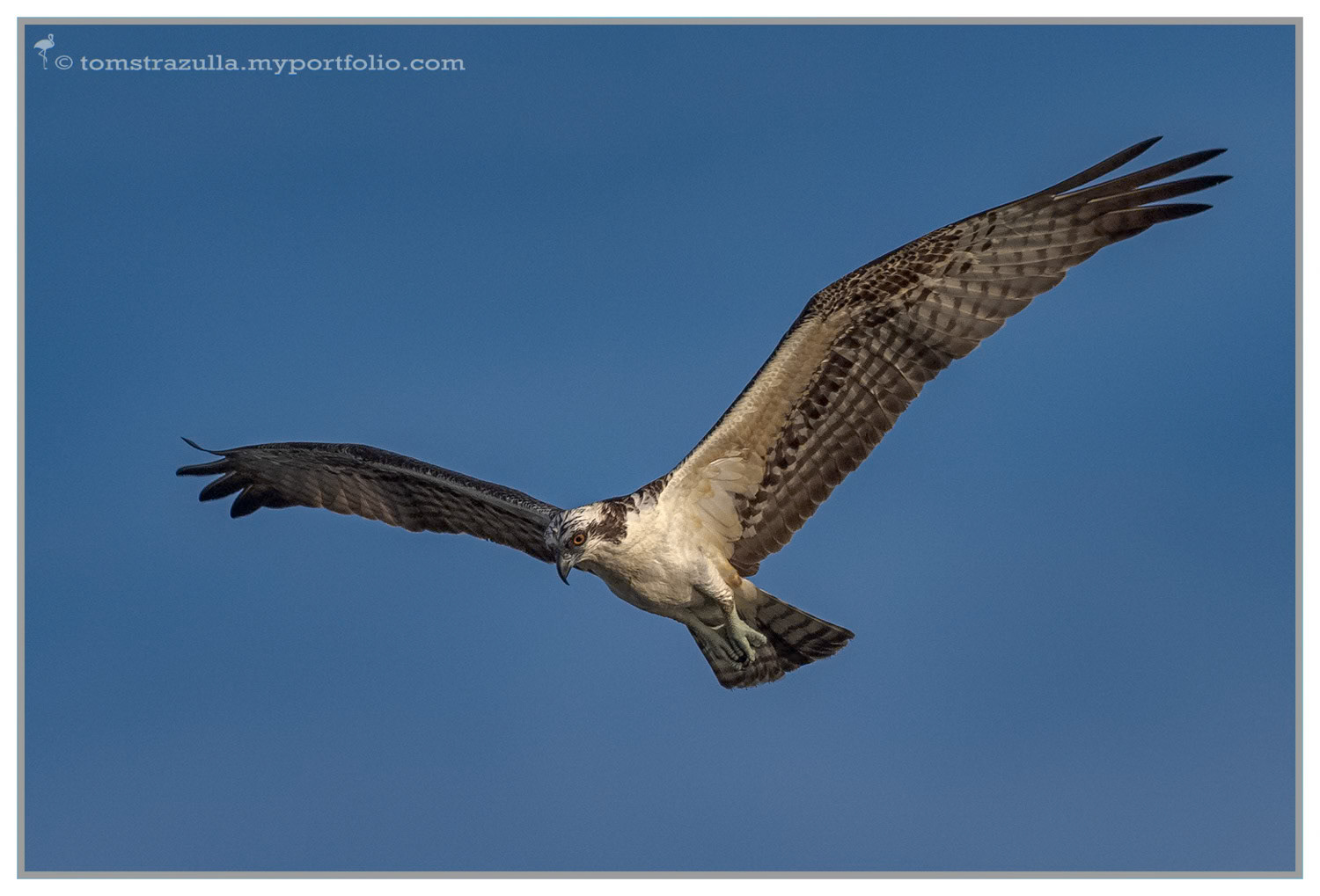 Osprey