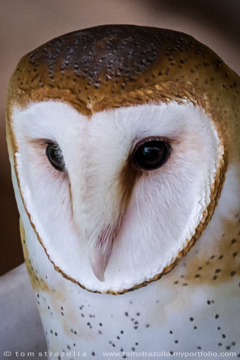 Barn Owl
