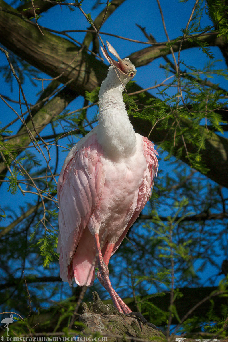 Roseate Spoonbill