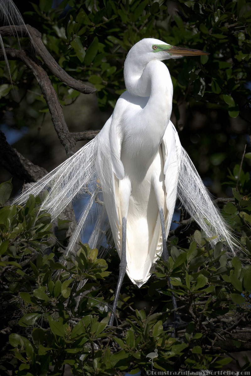 Great Egret