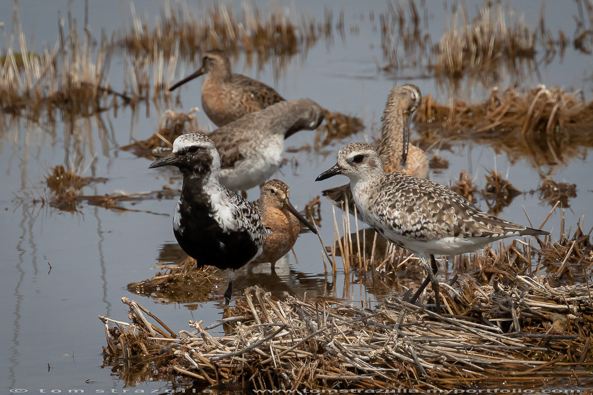 Black-bellied Plover