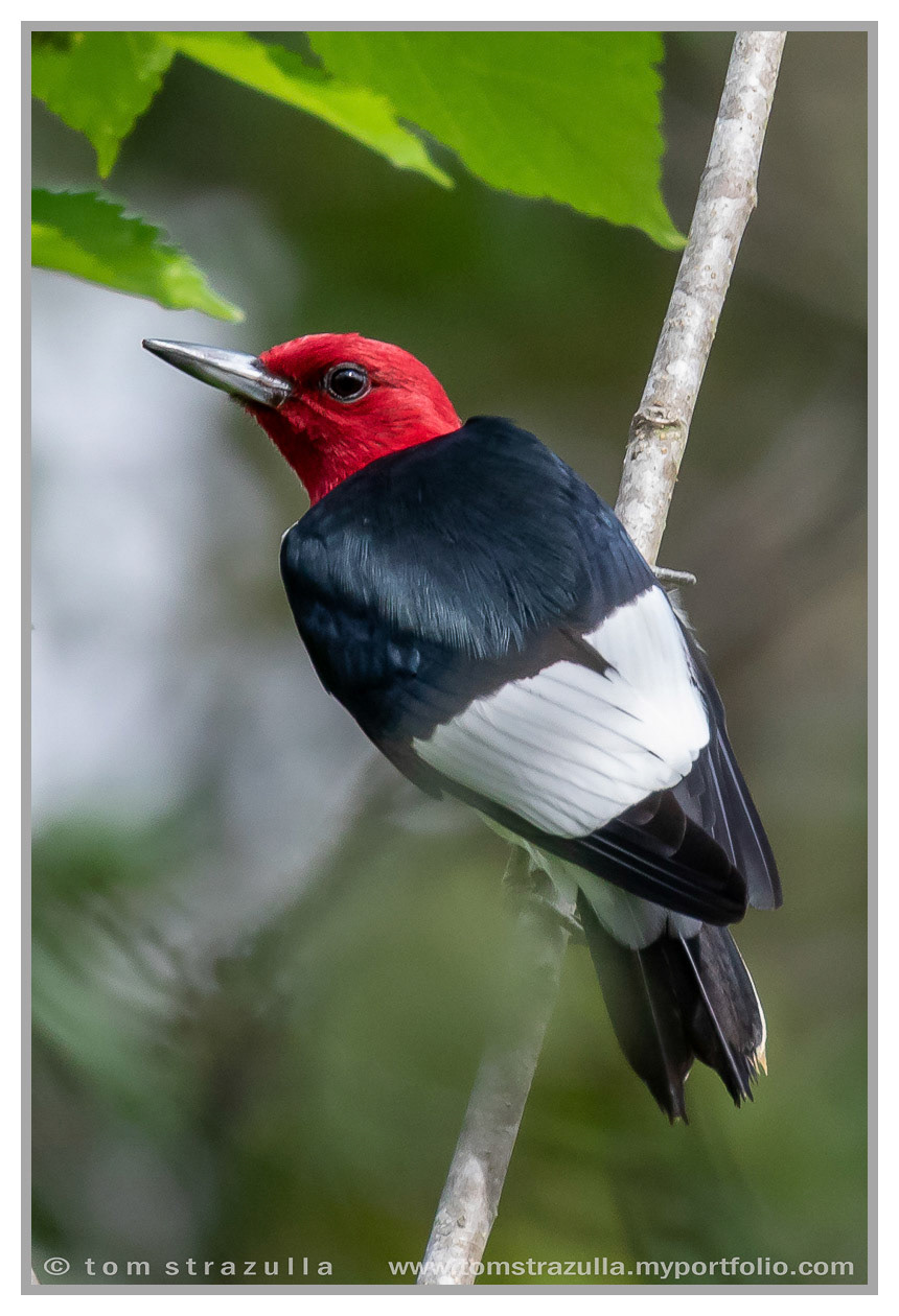 Redheaded Woodpecker