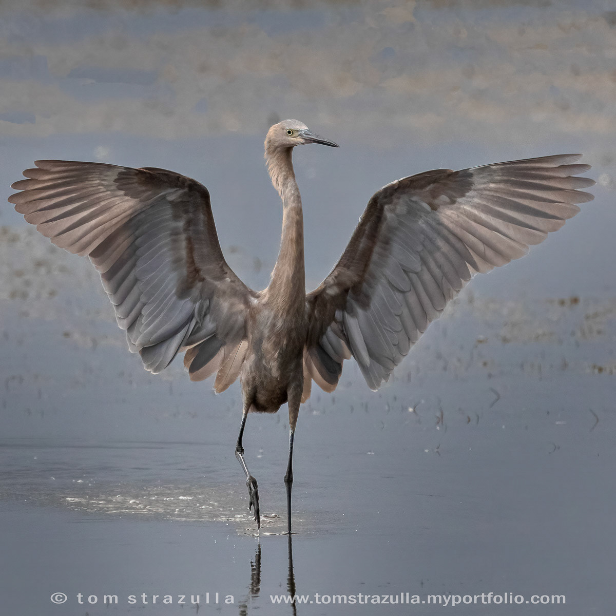 Reddish Egret