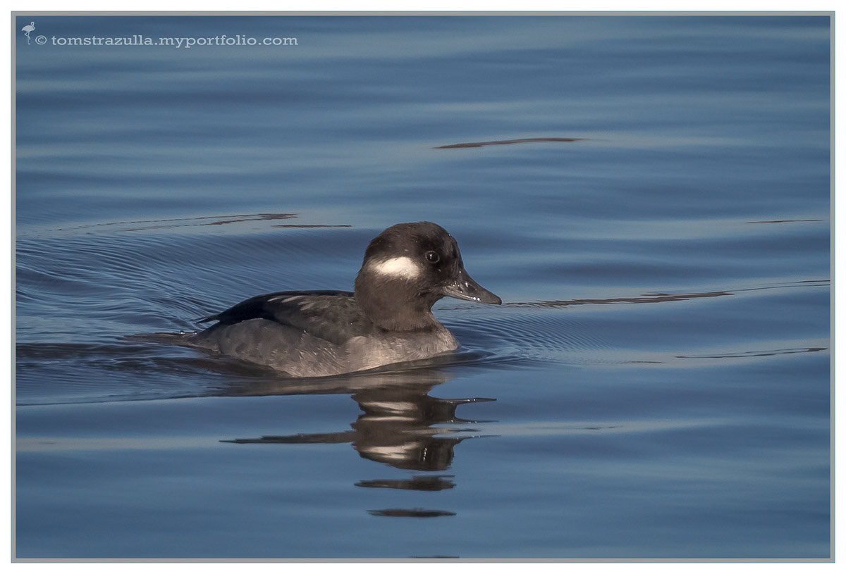 Bufflehead (hen)