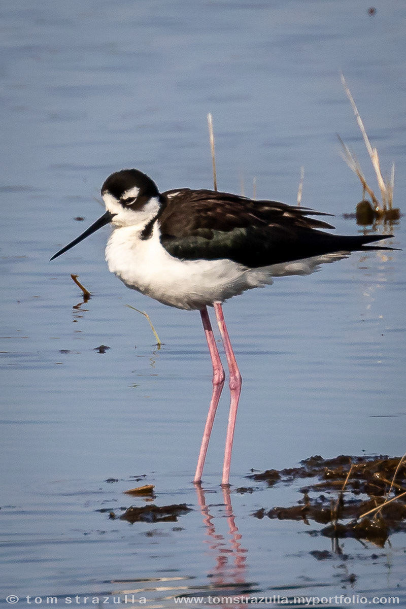 Black-necked Stilt