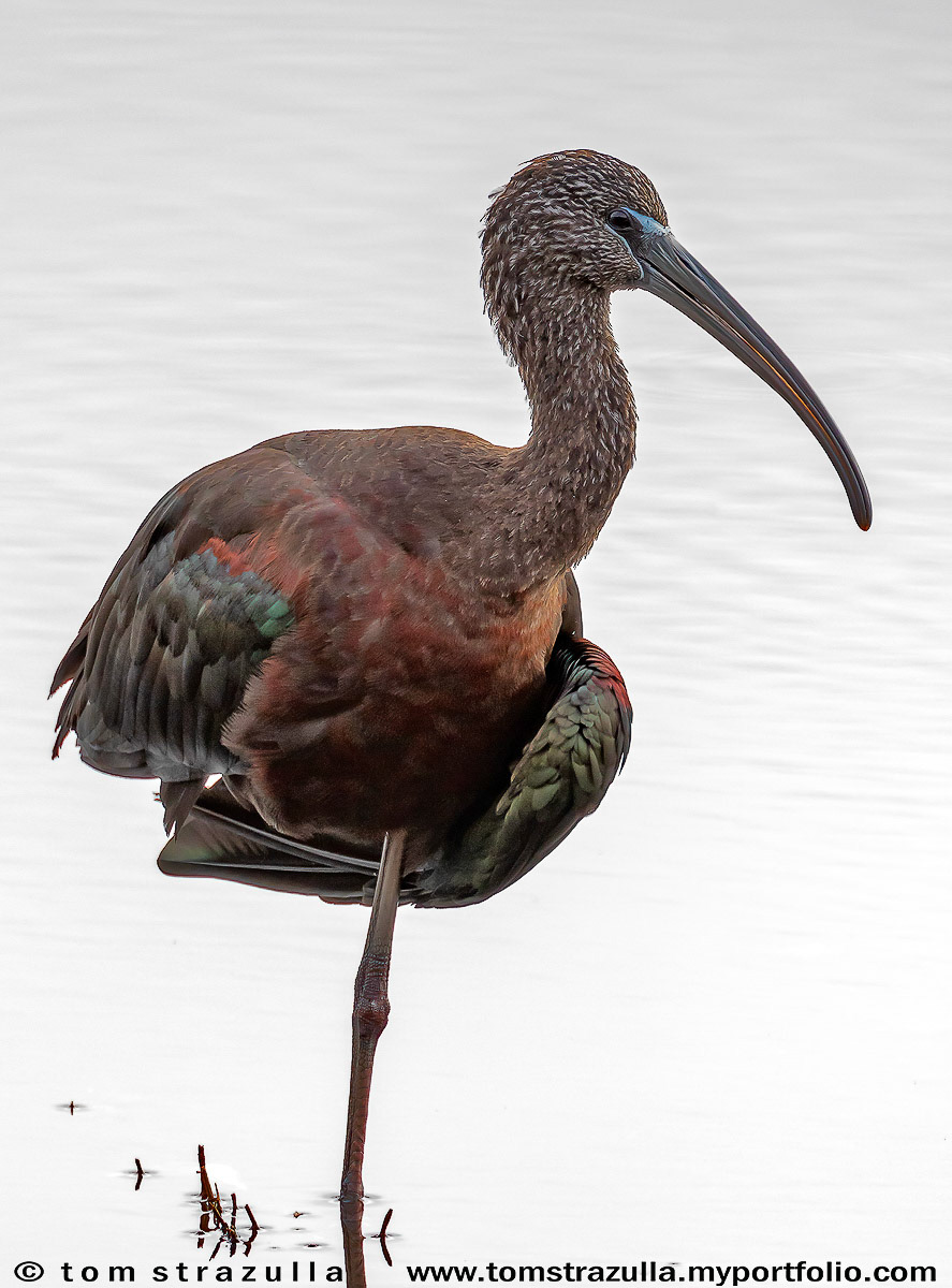 Glossy Ibis