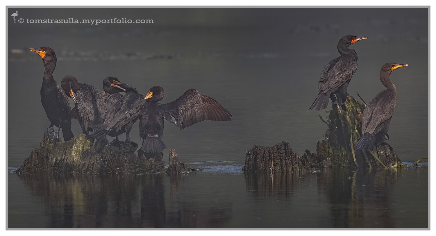"Flight of Cormorants" (Wakulla Springs)