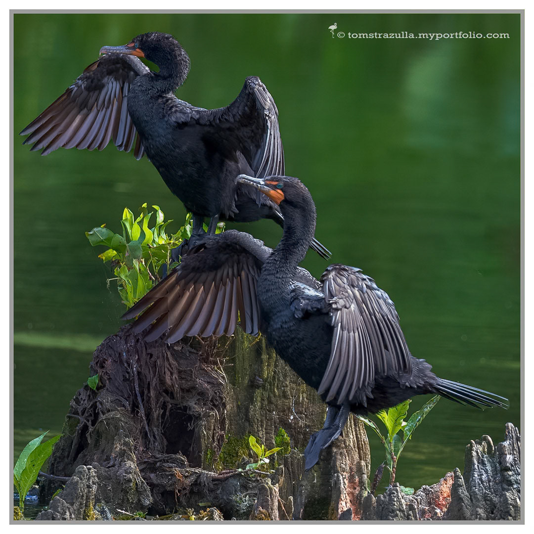 Double-crested Cormorant (male, Wakulla Springs)