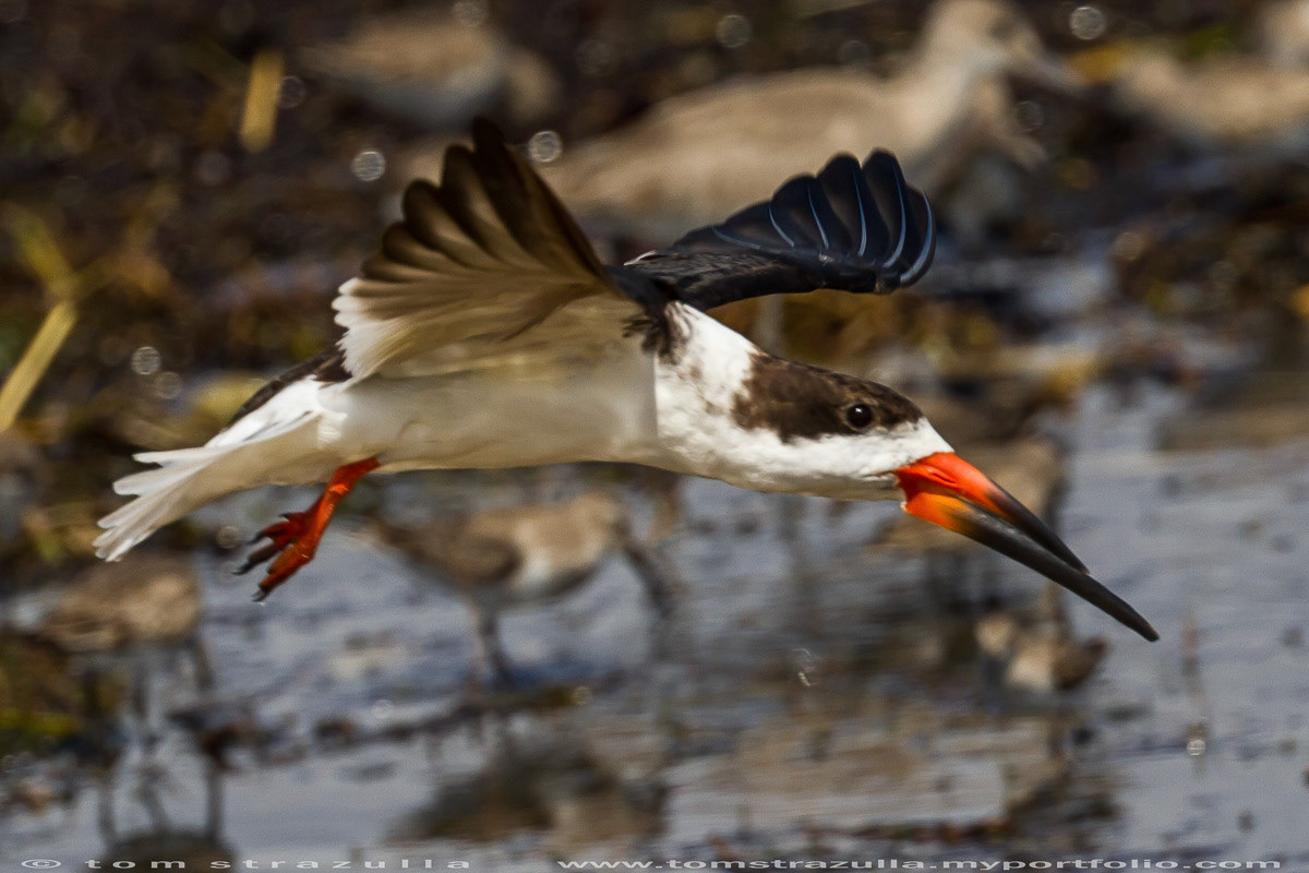Black Skimmer