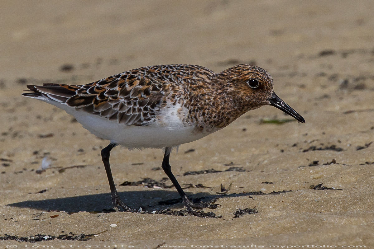 Sanderling