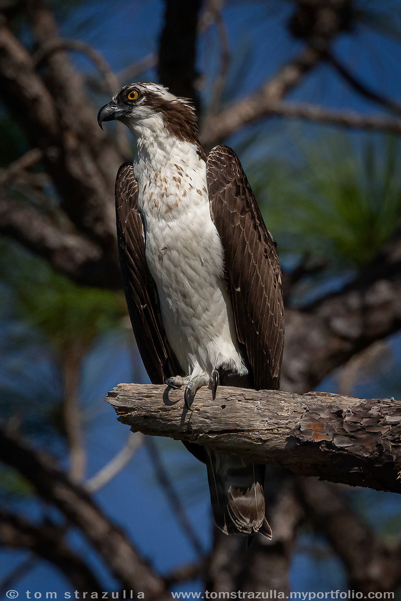 Osprey