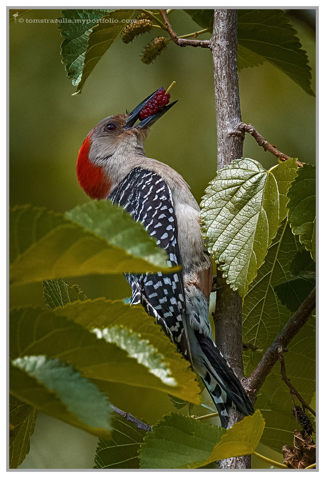Red-bellied Woodpecker