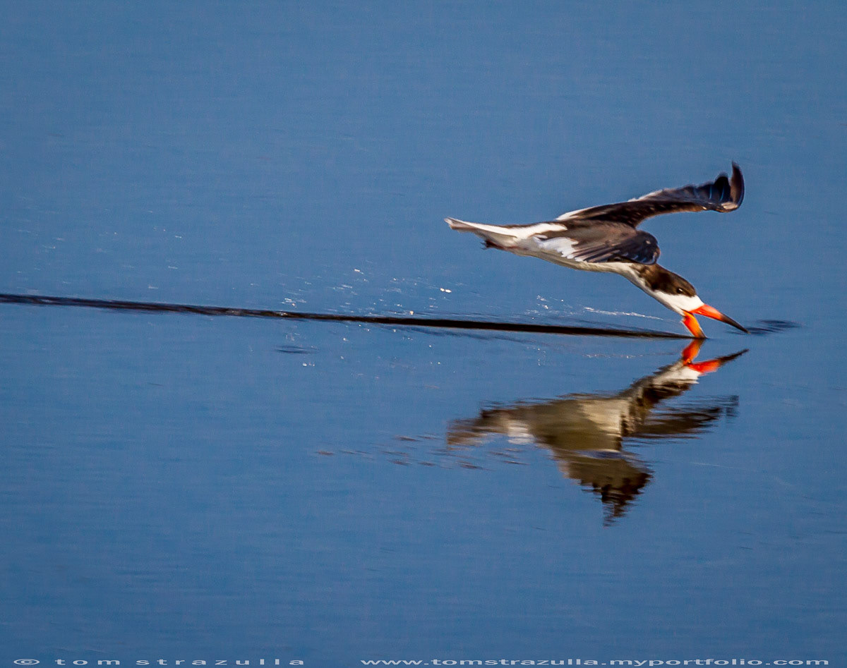 Black Skimmer