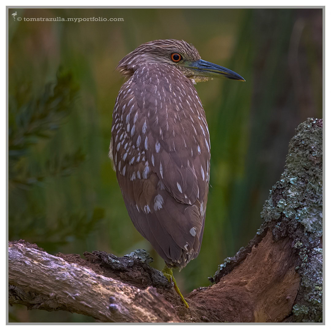 Black-crowned Night Heron (juvenile)