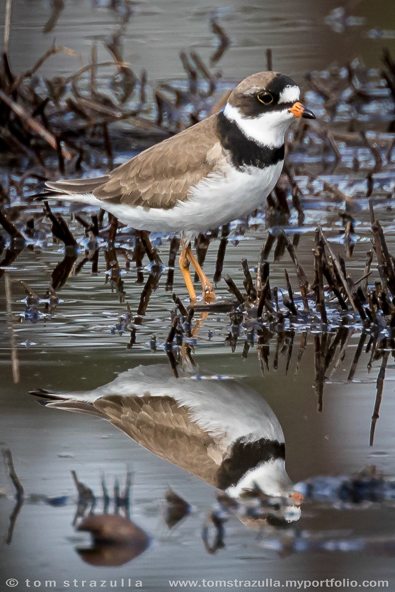 Semi-Palmated Plover