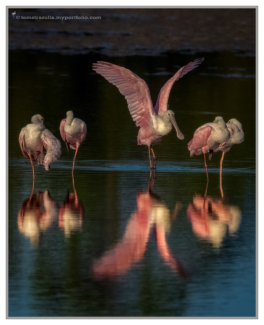 Roseate Spoonbill