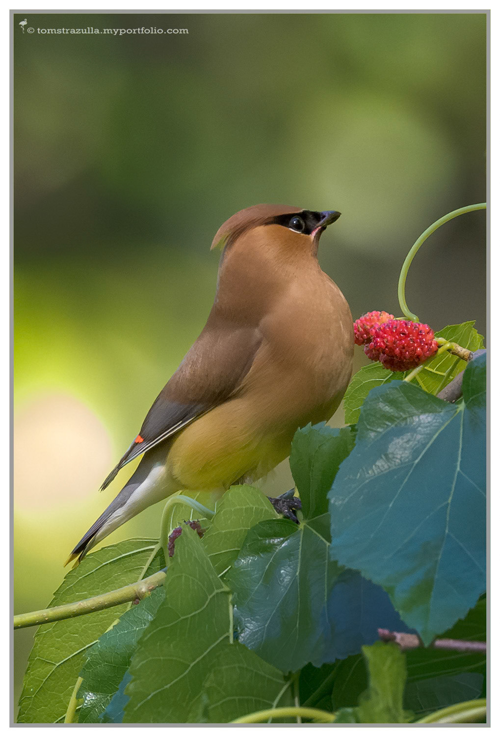 Cedar Waxwing (Birdsong))