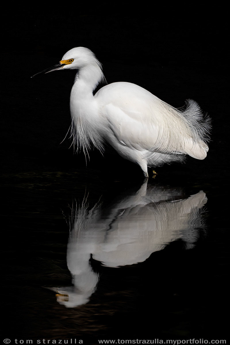 Snowy Egret