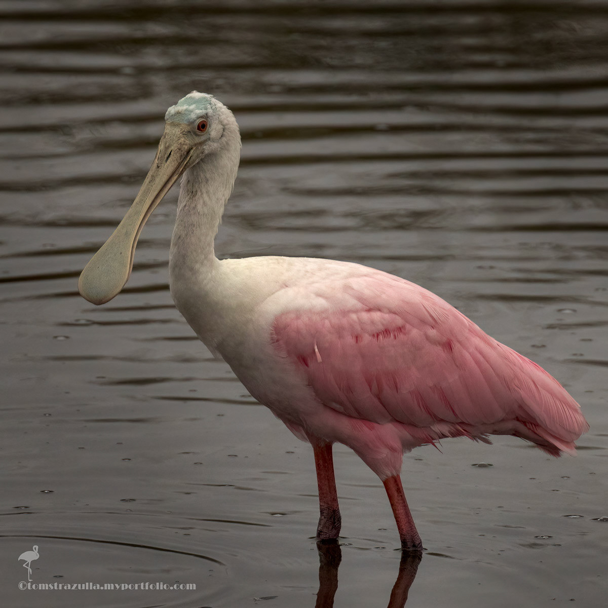 Roseate Spoonbill