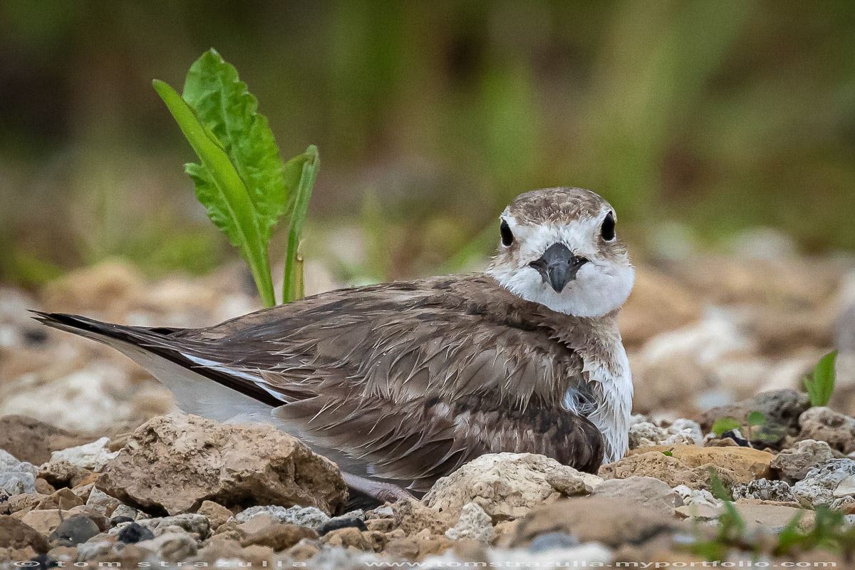 Wilson's Plover