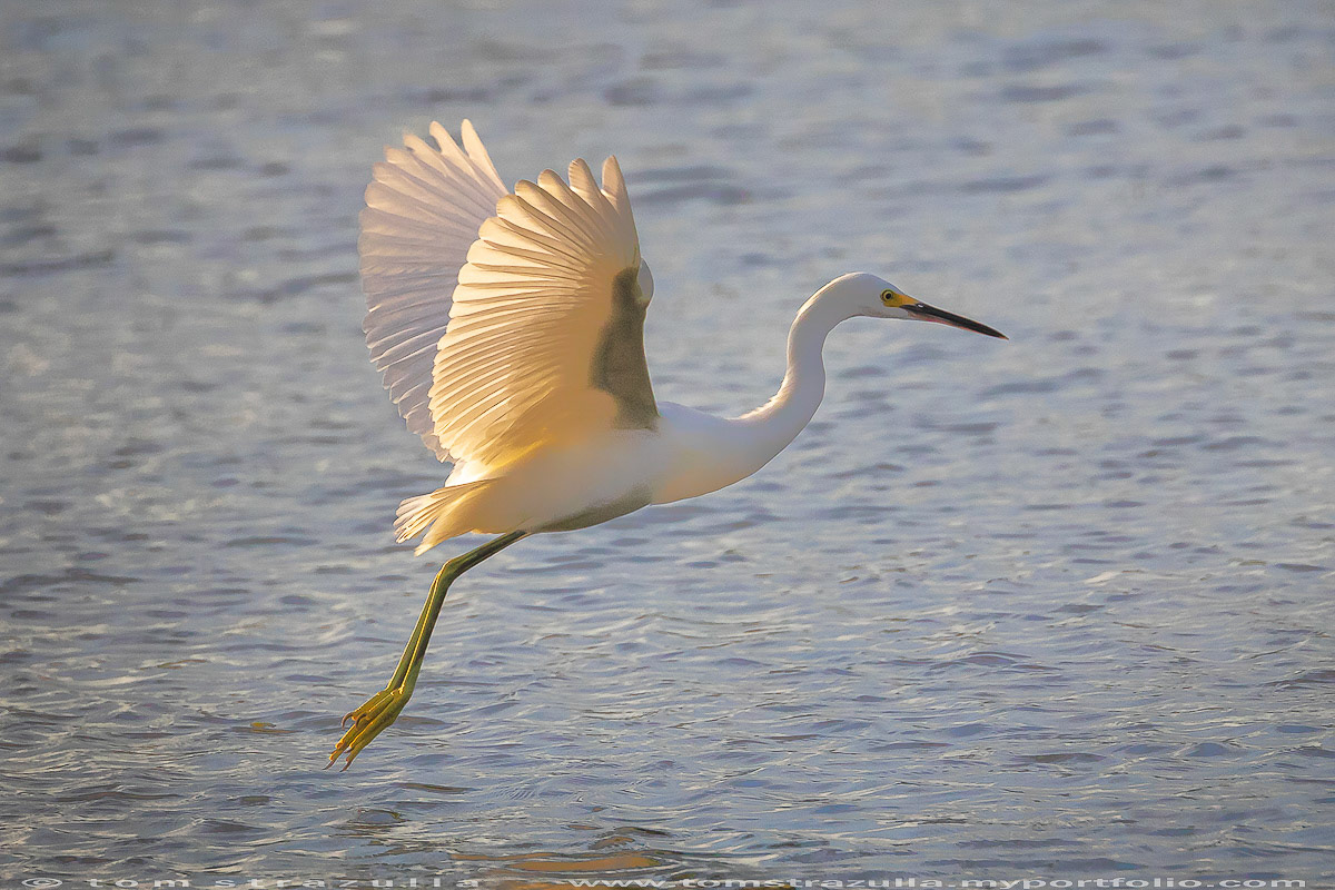 Great Egret