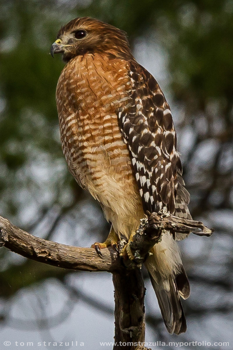 Red-shouldered Hawk