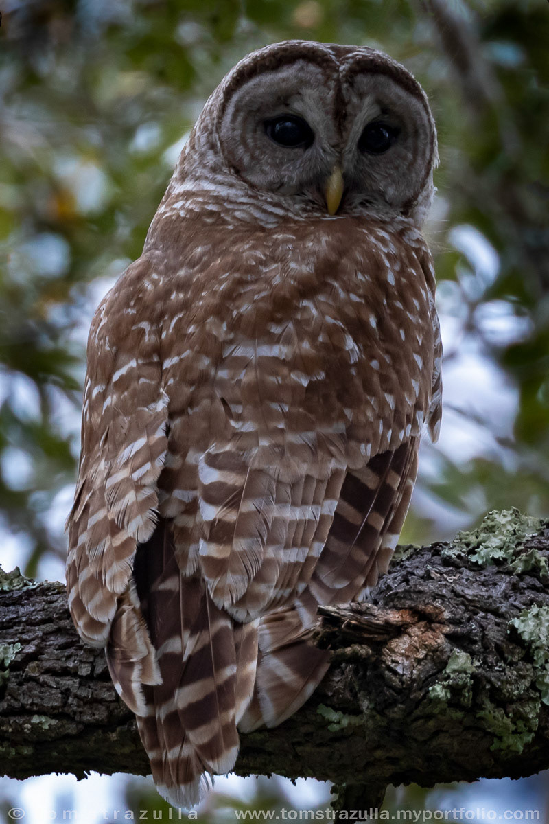 Barred Owl